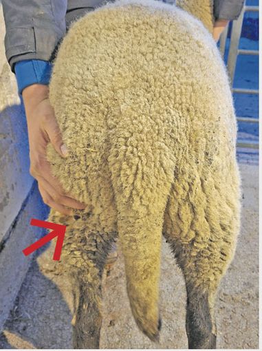 Mastleistungen, die sich bezahlt machen.jpg © Archiv