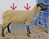 Mastleistungen, die sich bezahlt machen.jpg © Archiv