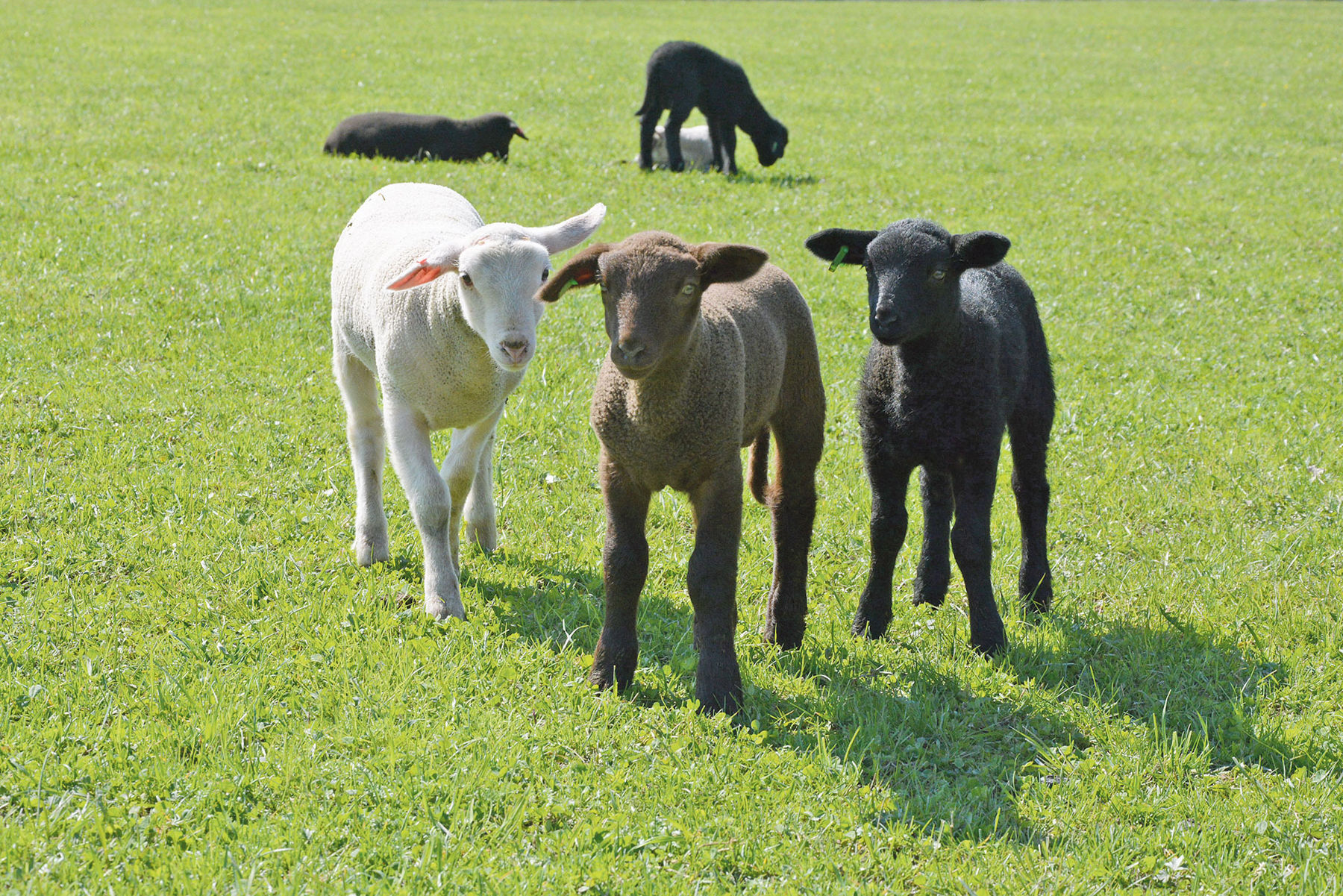 Mastleistungen, die sich bezahlt machen.jpg © Archiv