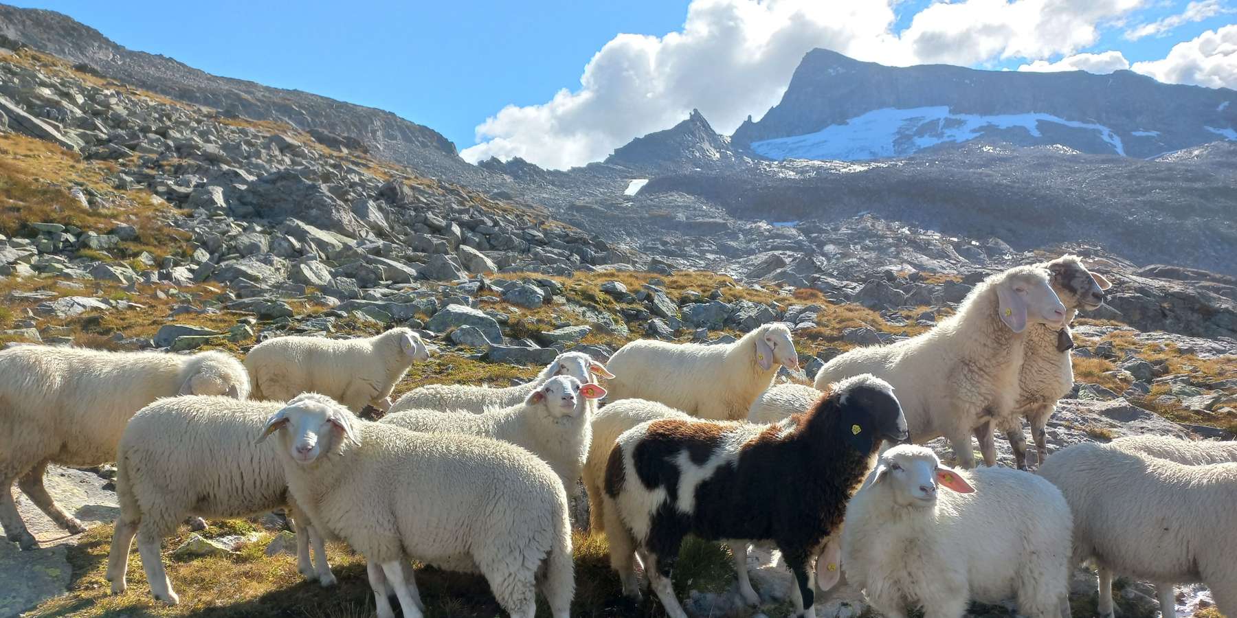 Lämmer auf Alm.jpg © privat