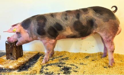 2026_01_pascha_stm.jpg © PIG Austria