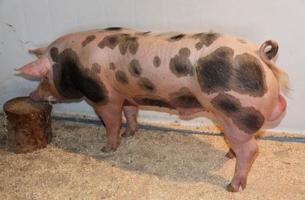 2026_01_wallu_noe.jpg © PIG Austria