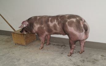 2026_01_witoki_ooe.jpg © PIG Austria