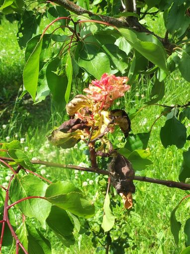 Pfirsichkräuselkrankheit bei Marille.jpg © LK NÖ