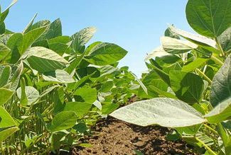 Titelseite Feldbauratgeber_Fruehjahr_2026 © LK Österreich