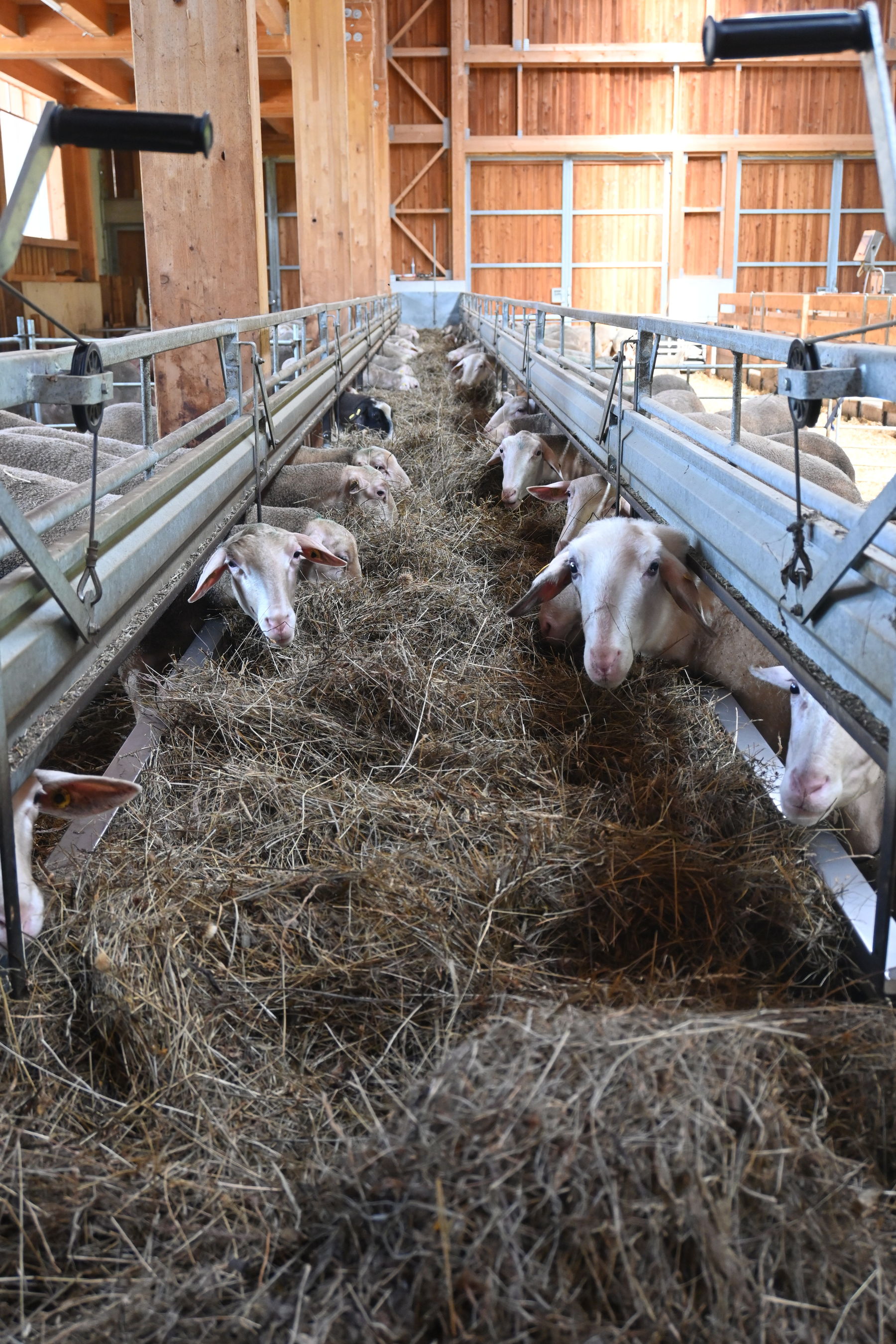 Abb. 2. Milchschafe.jpg © LK OÖ