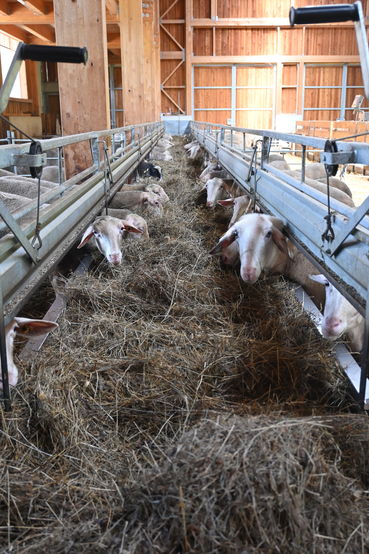 Abb. 2. Milchschafe.jpg © LK OÖ