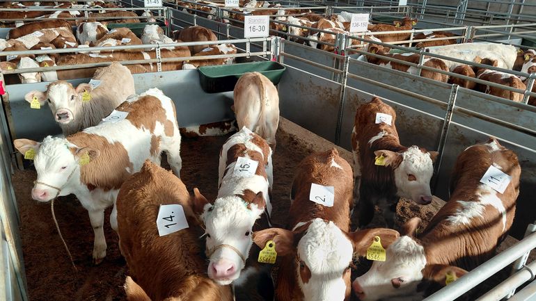 Versteigerung Freistadt - 21.01.2026.jpg © Alois Wiesinger/RZO