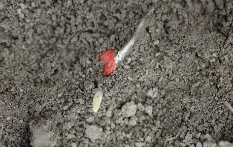 Keimendes gebeiztes Maiskorn.jpg © LK NÖ