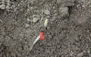 Keimendes Maiskorn.jpg © LK NÖ