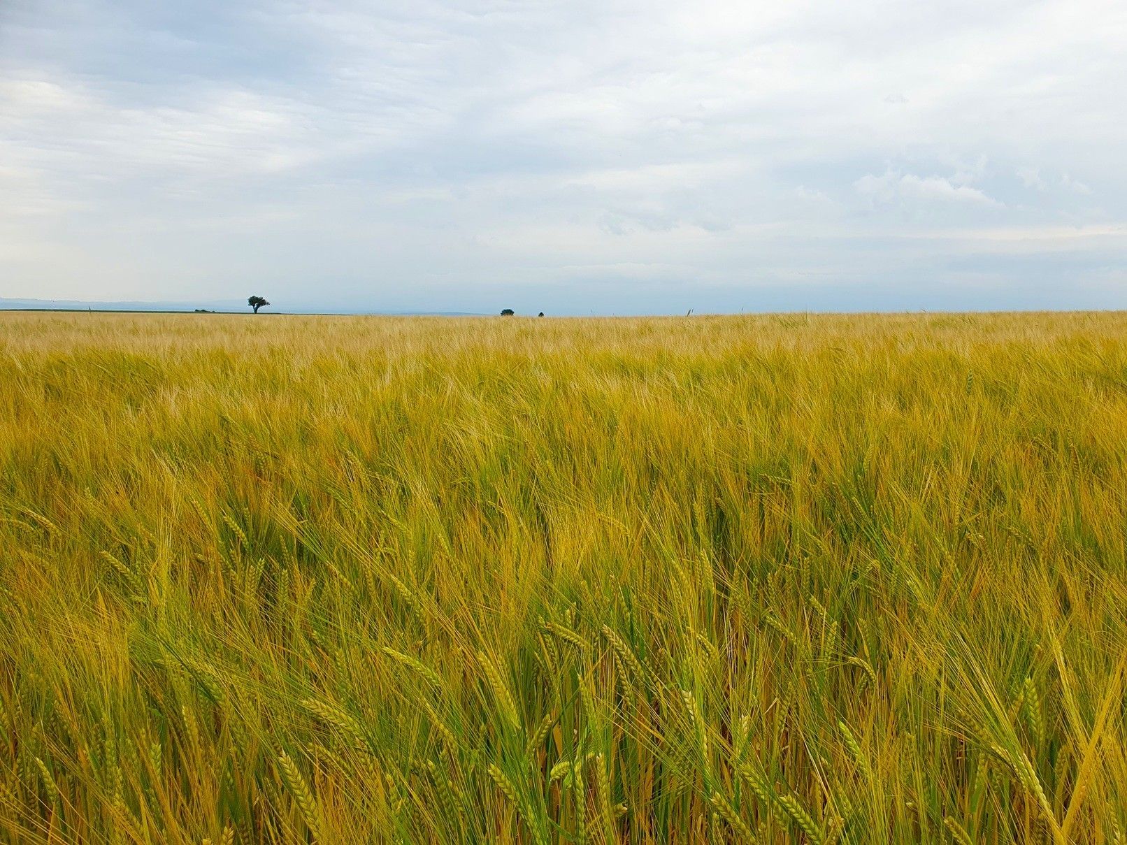 Braugerste.jpg © LK NÖ