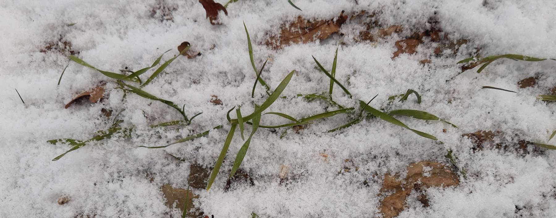 Düngung zu Wintergetreider@Petritz.jpg © LK Kärnten/Christine Petritz