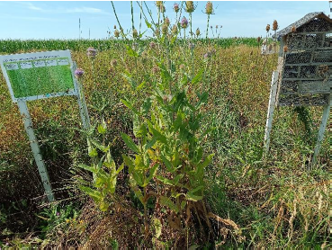 Auf dem unbewirtschafteten Blühstreifen (F2) setzte sich die Karde durch, mit niedrigem Blütenangebot, dafür aber Nistplätze für Wildbienen..png © Schwarz