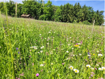 Vergleichsfläche am 20. Mai 2025 mit großem Blütenreichtum..png © Schwarz