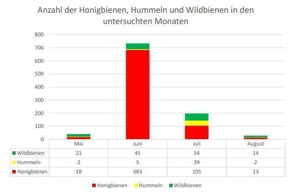 Ergebnisse Wildbienenmonitoring 2025.jpg © Schwarz