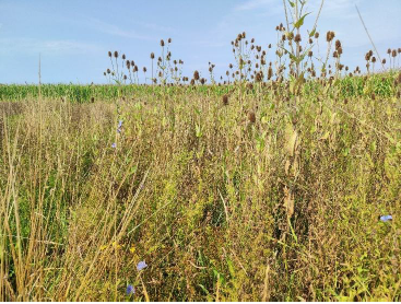 Die jährlich gemulchte Fläche (F5) zeigt bei der Begehung am 16. August eine starke Vergrasung. .png © Schwarz