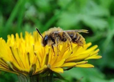 Löwenzahn-Dörnchensandbiene (Andrena taraxaci).jpg © Schwarz