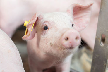 Glückliches Ferkel im Stall © Daniela Köppel