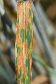 WW-S.titici massiv.jpg © LK OÖ/Köppl