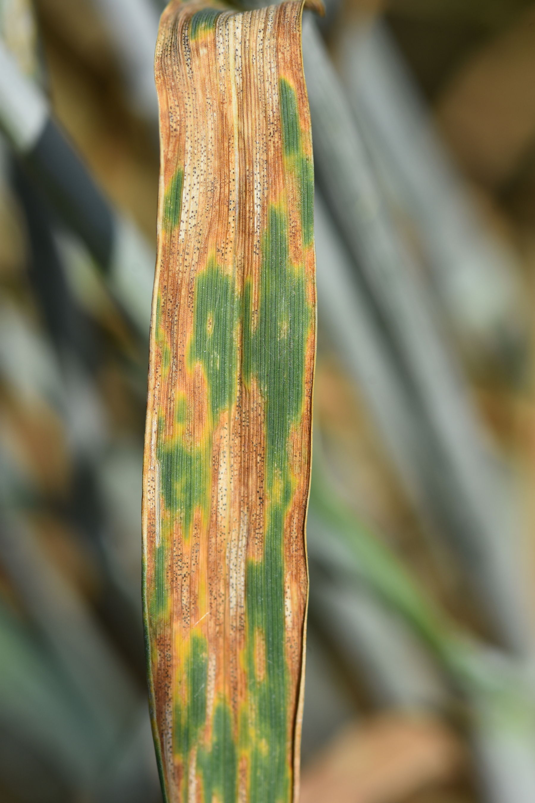 WW-S.titici massiv.jpg © LK OÖ/Köppl