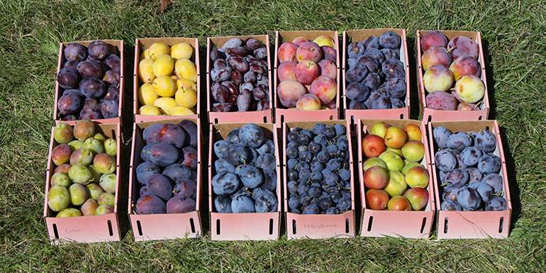 45. Obstbautag.jpg © Michael Neumüller