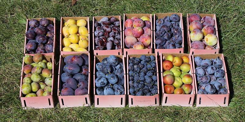 45. Obstbautag.jpg © Michael Neumüller