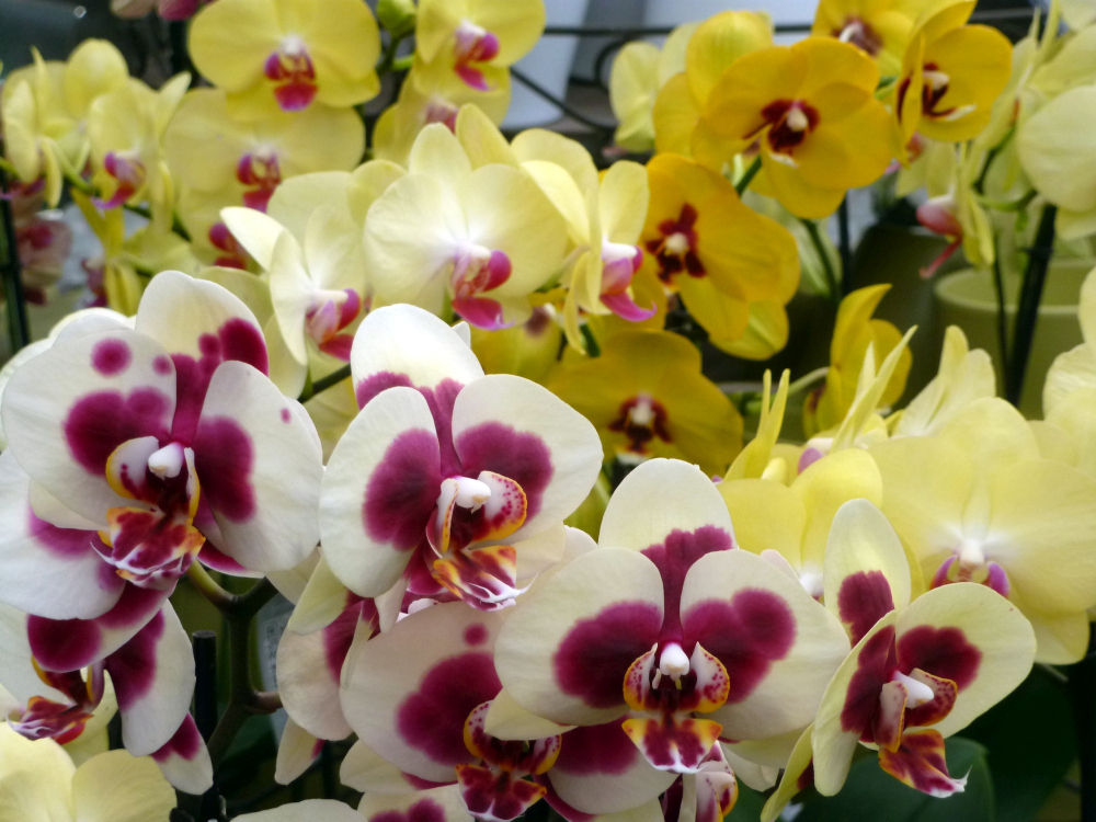 Gartentipp Foto Orchideen.jpg © LK OÖ/Stumvoll