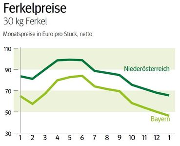 NÖ: Ausblick auf den Ferkelmarkt im Februar © LK NÖ