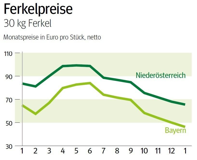 NÖ: Ausblick auf den Ferkelmarkt im Februar © LK NÖ