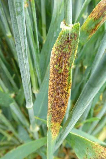 Blattkrankheit © Peter Klug