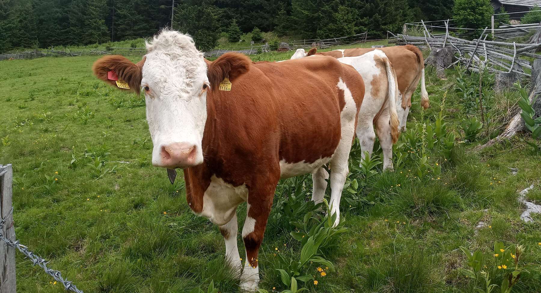 Kuh@Astrid Wieser.jpg © Astrid Wieser