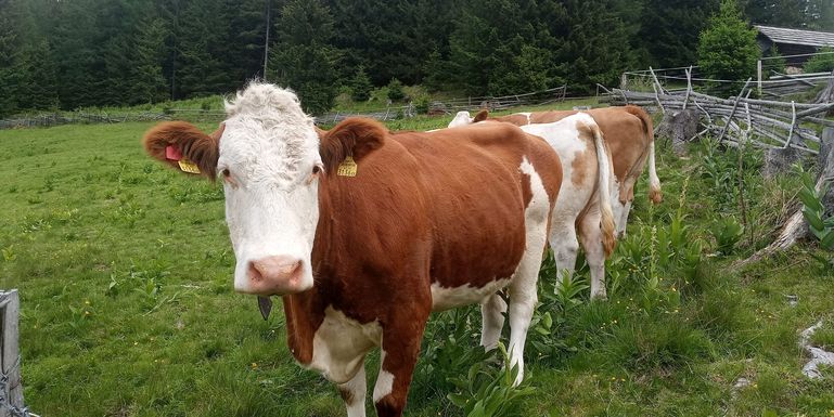 Kuh@Astrid Wieser © Astrid Wieser