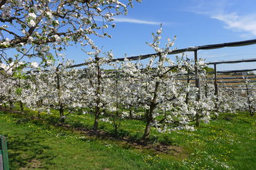 Kirschenanlage blühend.jpg © LK Steiermark