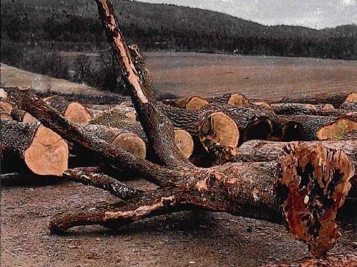 Submission_Stamm_ 2026-01-29.jpg © LK NÖ