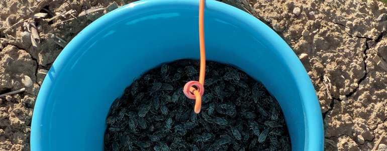 Kübel mit Rübenderbrüssler_Pheromon.jpg © Lorenz Mayr/LK Niederösterreich