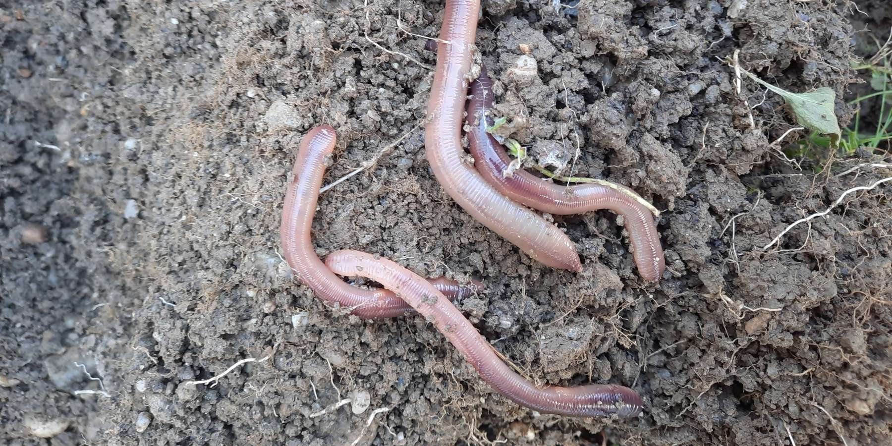 Regenwürmer.jpg © BWSB