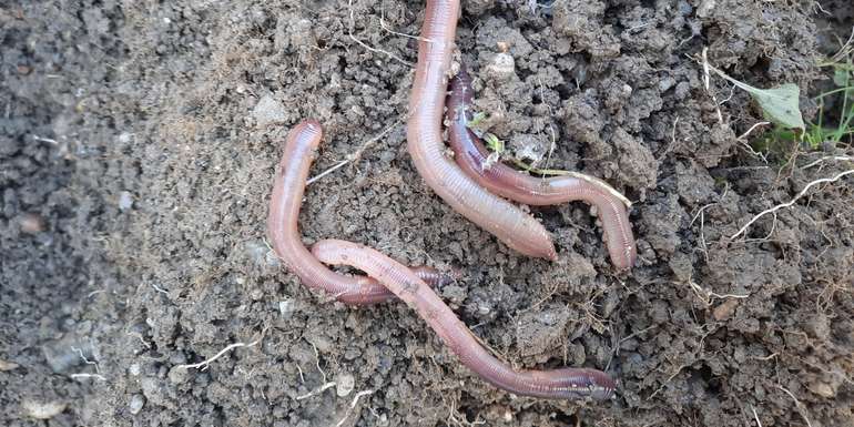 Regenwürmer.jpg © BWSB