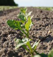 Zuckerrübe.jpg © pixabay