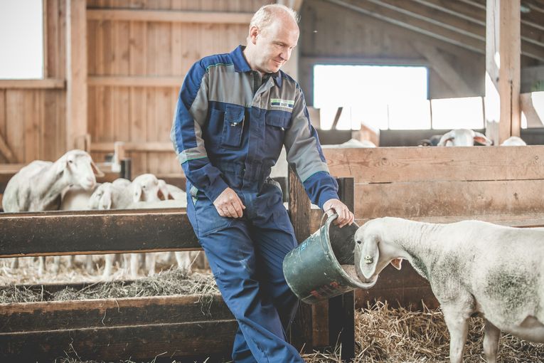 Peter Gruber_Buch bei Graz--«bergschaf_77-2(c)Sascha Pseiner.jpg © Pseiner / LK Steiermark