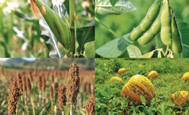 Vereinfachungen GLÖZ-Standards.jpg © LK Steiermark