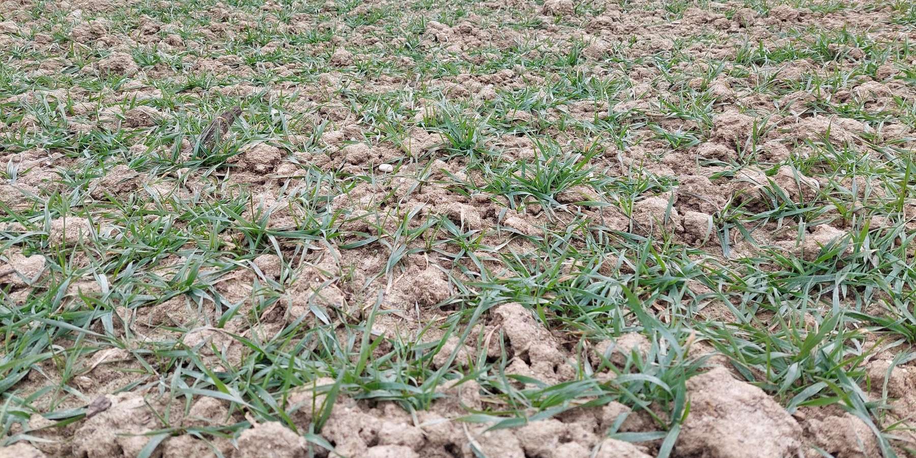 Weizen_Mitte_Februar.jpg © BWSB/Wallner