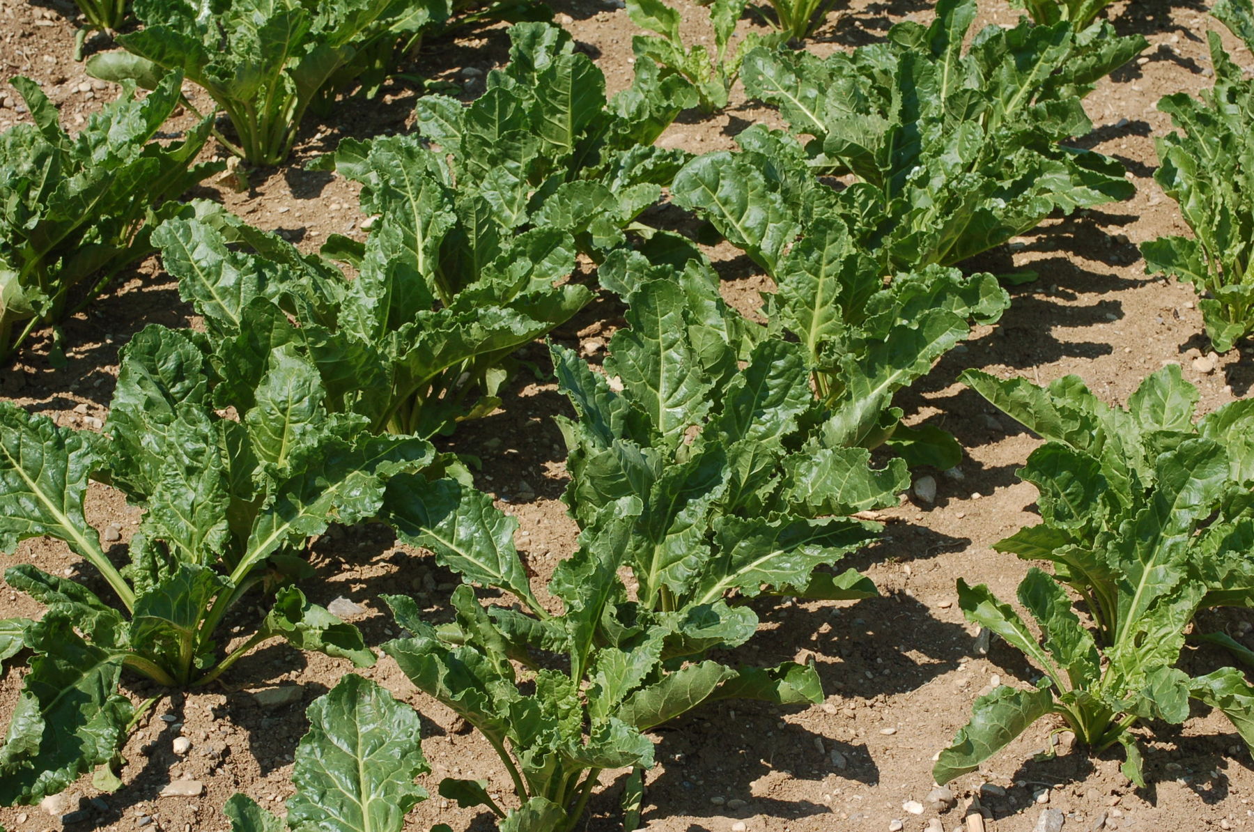 Bild Rübe.jpg © LK NÖ