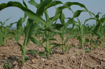 Bild Mais.jpg © LK NÖ