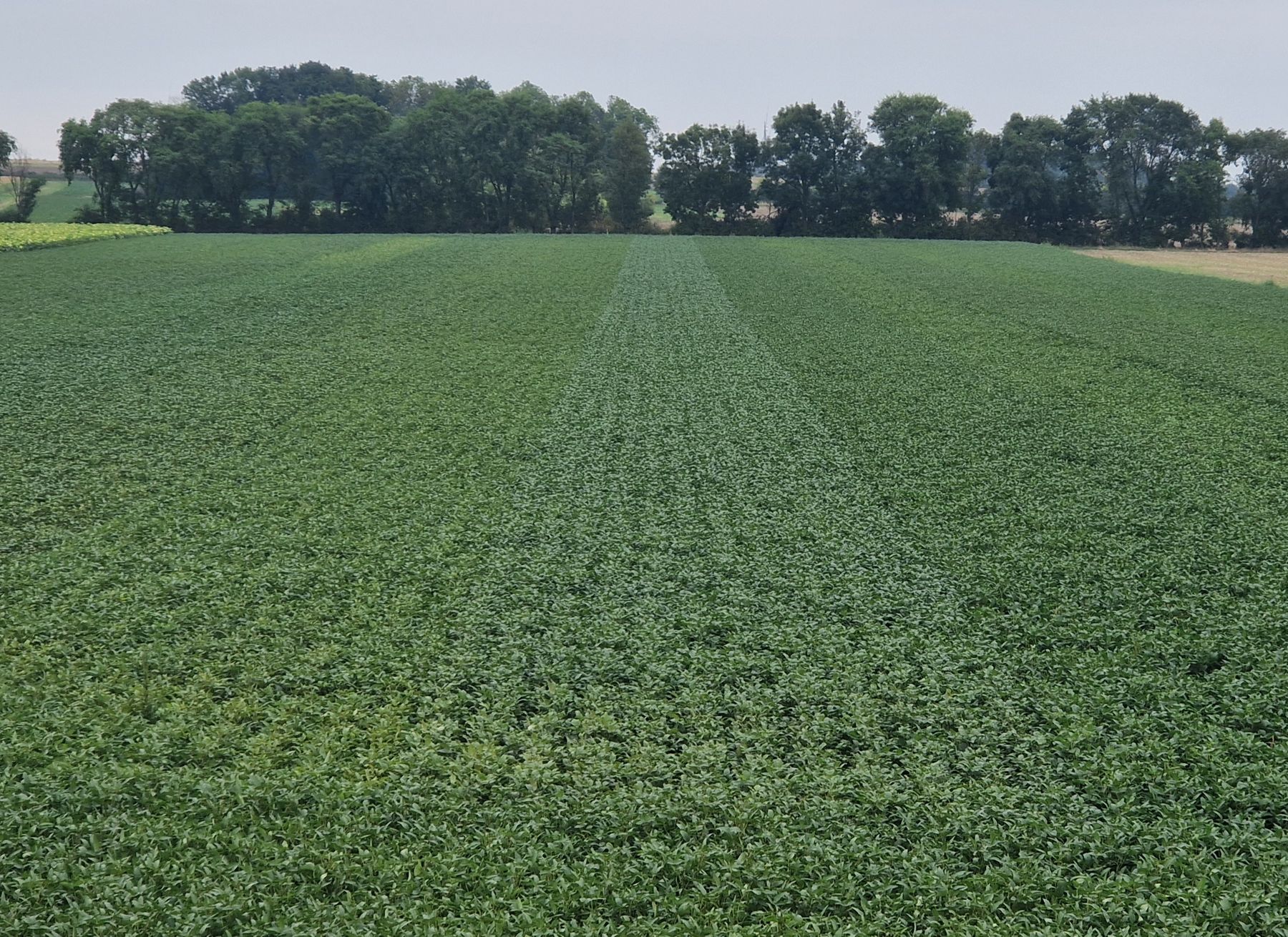 Bild Soja.jpg © LK NÖ