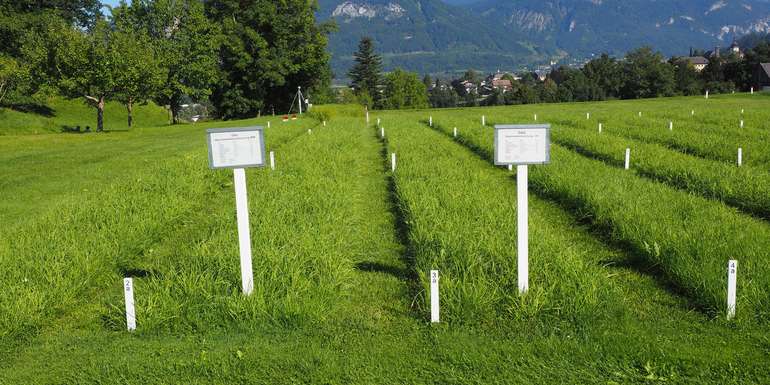 Seedmix.jpg © Bernhard Krautzer