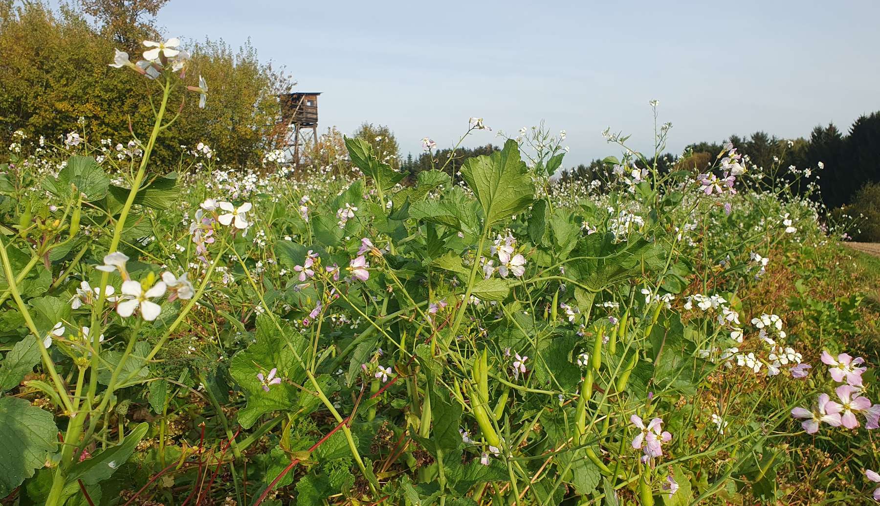 Begrünung mit Buchweizen © LK Niederösterreich