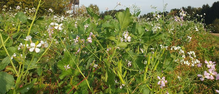 Begrünung mit Buchweizen © LK Niederösterreich
