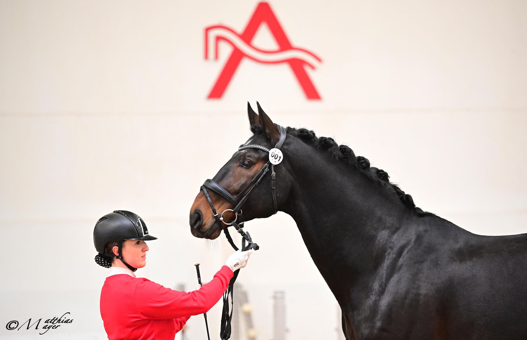 AWÖ Hengsttage 2026 © Matthias Mayer