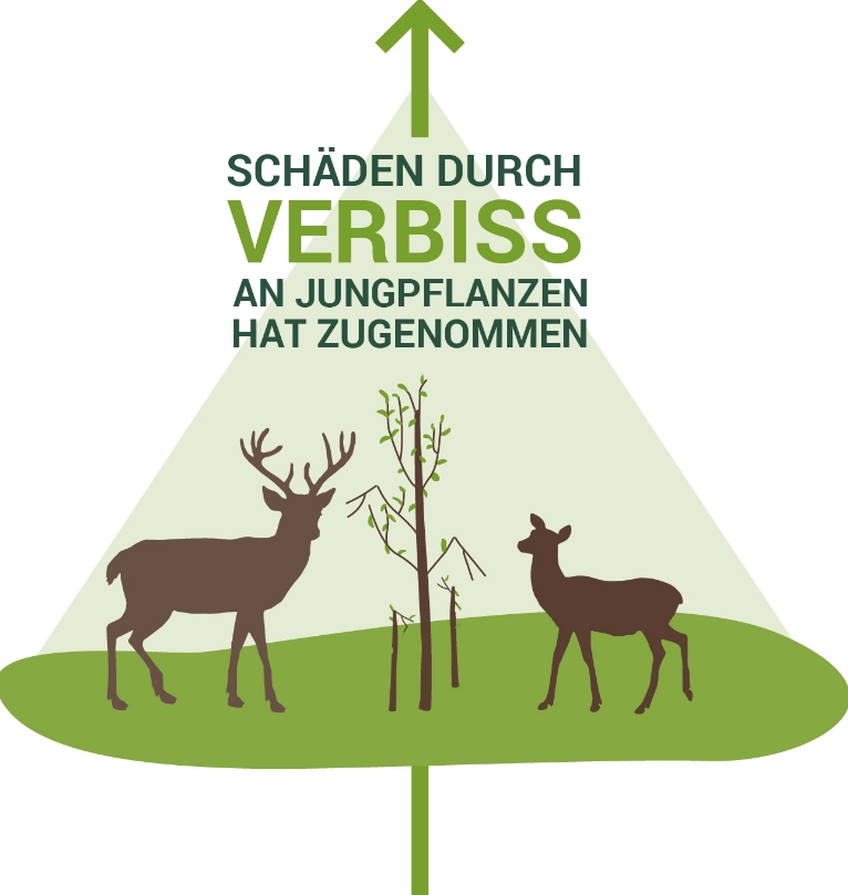 Die Auswertung der Waldinventur zeigt eine Zunahme der Verbissschäden.png © www.waldinventur.at