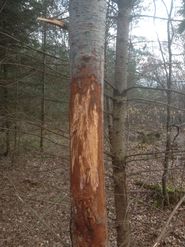 Schalschäden stellen eine erhebliche Wert- und Stabilitätsminderung dar..jpg © LK Ö